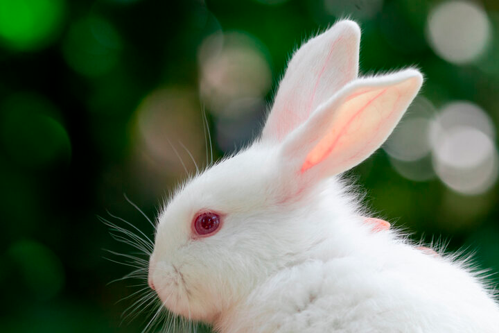 白うさぎの写真