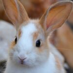 キリっとしたウサギ