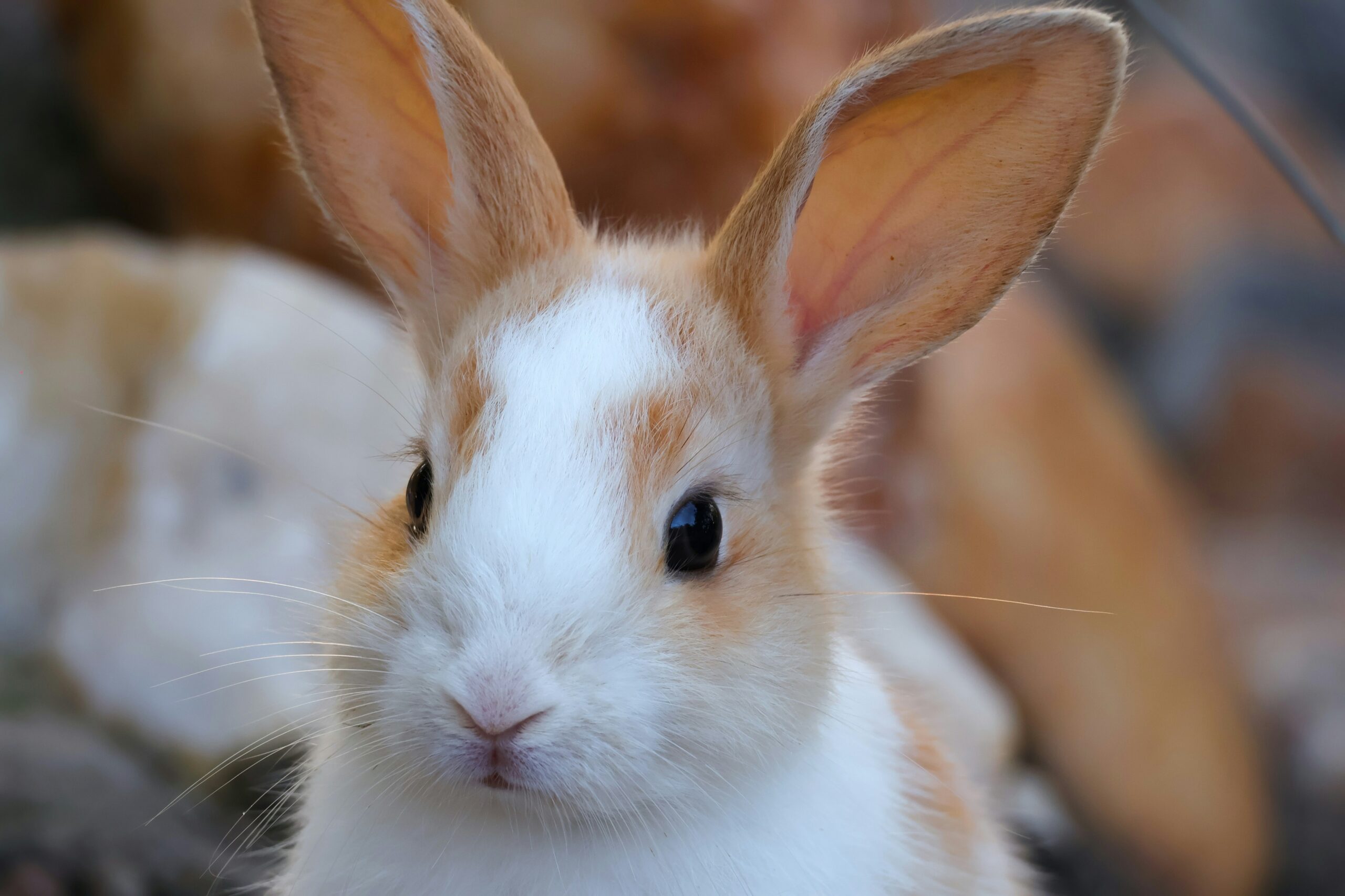 うさぎさんの健康