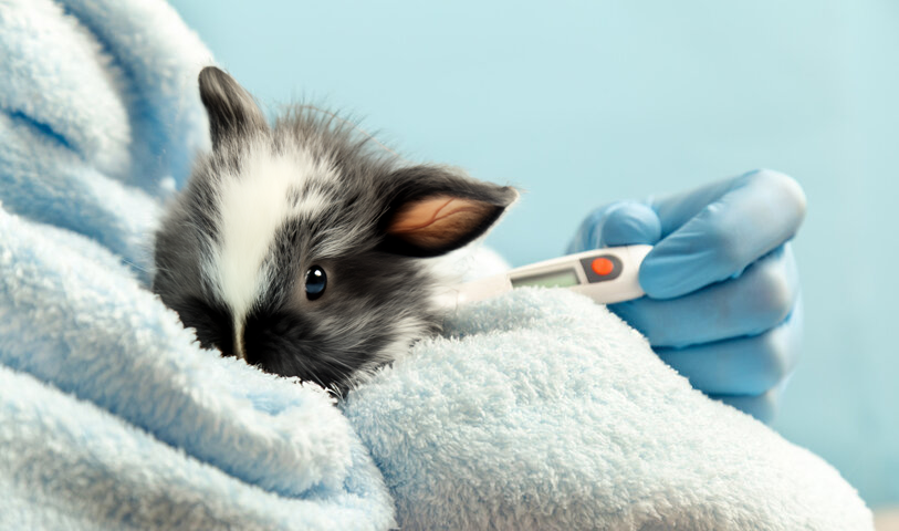 体温測定中のうさぎ