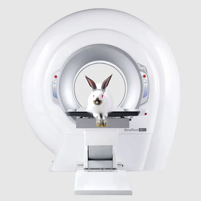 CTに座るウサギ