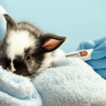 体温計測中のうさぎ