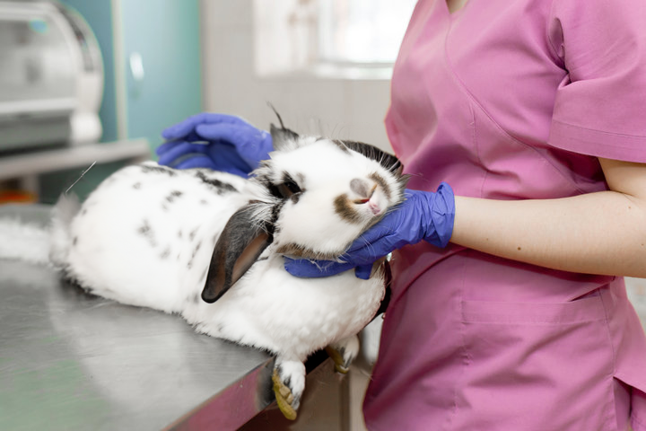 ラベンダーのスクラブ